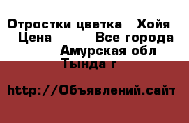 Отростки цветка  “Хойя“ › Цена ­ 300 - Все города  »    . Амурская обл.,Тында г.